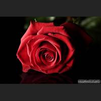 64_rose.jpg