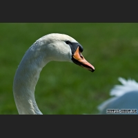 73_schwan_1.jpg