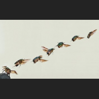 bernie-cetonia-aurata-take-off-composition.jpg