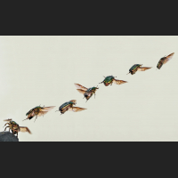 bernie-cetonia-aurata-take-off-composition.jpg
