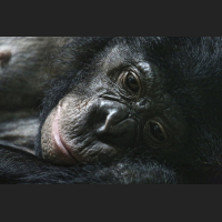 Gorilla.jpg